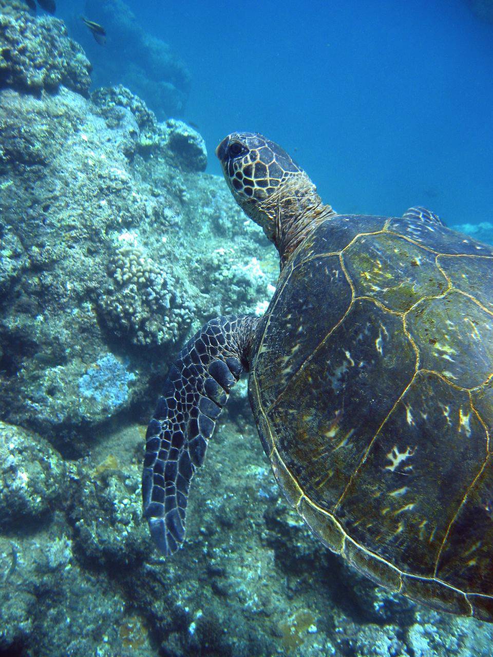 Sea turtle Close-Up over Reef